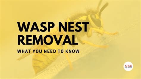 pest control near me wasps